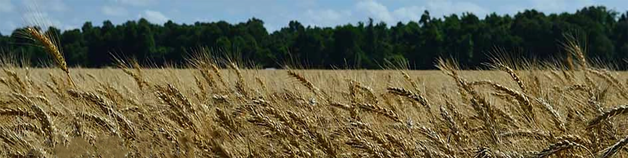 Grain Origination